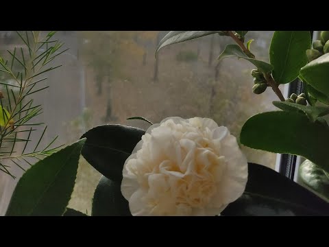 Видео: Растения на маленьком балконе поздней осенью 🍁🌱🌸