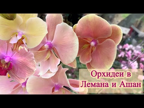 Видео: Орхидеи в Лемана Про и Ашан ТЦ Мега Самара - Осенний ветер биг лип, Каменная роза, Претти Романс…
