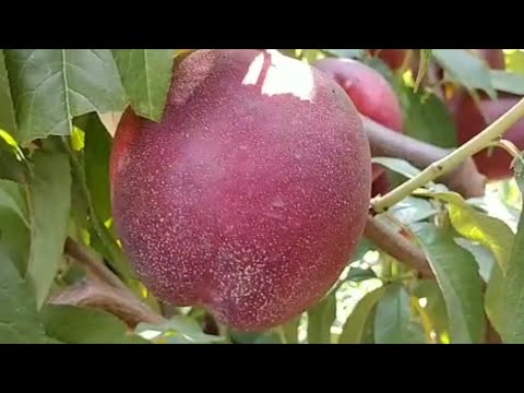 Видео: Нектарин Біг Топ. Nectarine Big Top. Крупний і дуже солодкий сорт