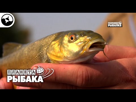 Видео: Маринка - рыба редкая. Узбекистан | Планета рыбака