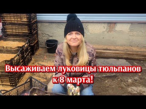Видео: Высадка луковицы тюльпанов к 8 марта.Выгонка  тюльпанов! 🌷