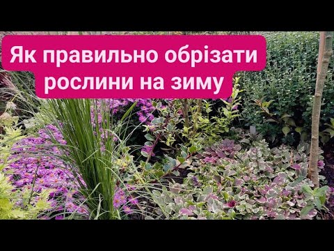 Видео: Встигніть обрізати рослини на зиму, ще не пізно. Мій власний досвід.