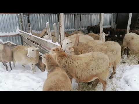 Видео: Катумские овцы зимой