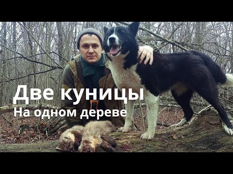 Видео: Добыли двух куниц с одного дуба.
