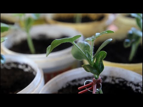 Видео: У Вас не растут арбузы? тогда мы идем к Вам! Прививка арбуза на Лагенарию, подробный процесс