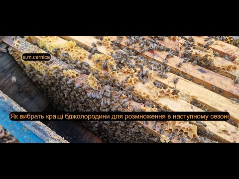 Видео: Як вибрать кращі бджолородини для розмноження в наступному сезоні