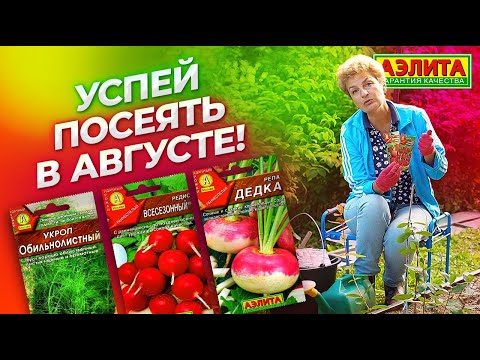 Видео: Что посеять в августе? Как сеять редис и укроп?