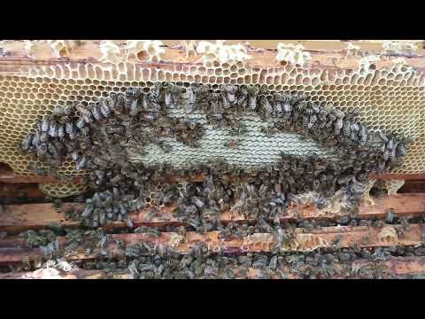 Видео: Кормлю пчёл уже две недели, мёда нет. Брест
