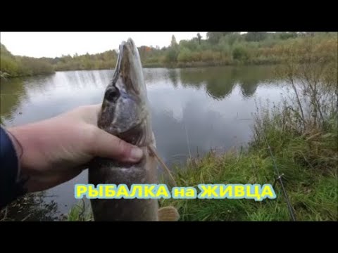 Видео: Увлекательная РЫБАЛКА на ЖИВЦА октябрь 2025 год