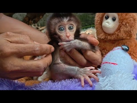 Видео: Глаза детеныша рубиновой обезьянки полны надежды.