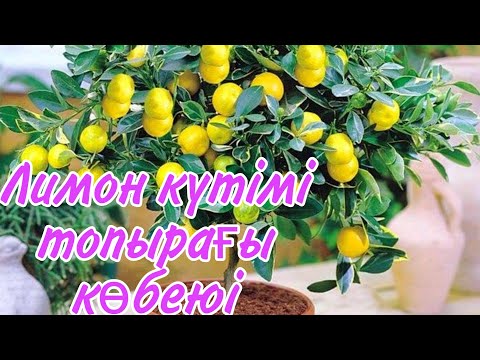 Видео: Үй лимоны күтімі көбеюі топырағы гүлдеуі. гүлдер әлемі. Үй гүлдері күтімі