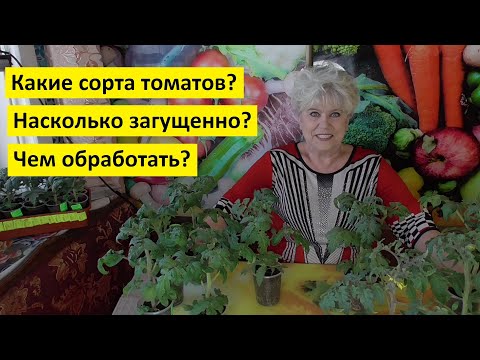 Видео: Пора сеять томаты для выращивания в холодных тоннелях на продажу! Все подробности посева.