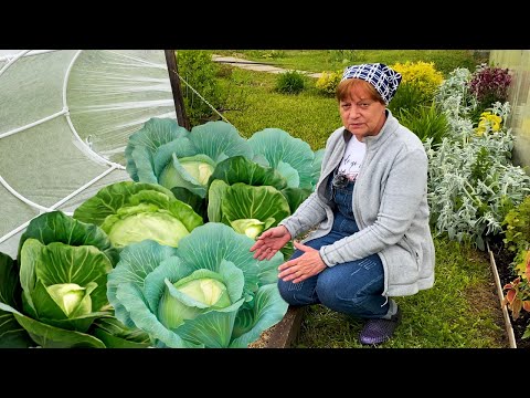 Видео: Выращивание капусты.  Удачный вариант.