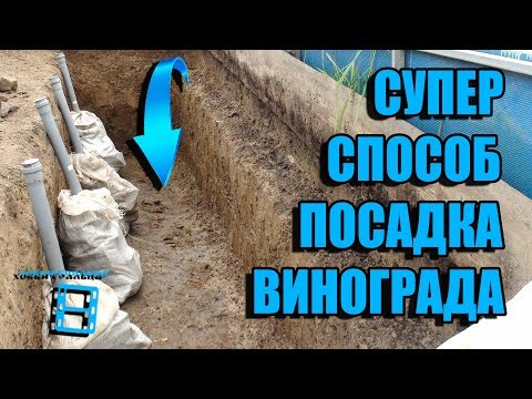 Видео: ПОСАДОЧНАЯ ТРАНШЕЯ ДЛЯ ВИНОГРАДА. ПОСАДКА ВИНОГРАДА ОСЕНЬЮ. СЕВЕРНЫЙ ВИНОГРАДНИК