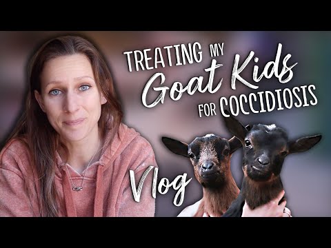 Видео: Лечение козлят от кокцидиоза — VLOG | Дозировка толтразурила