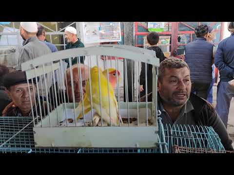 Видео: Тез көргүлө! КУШ БАЗАРДА эмне болуп жатат?