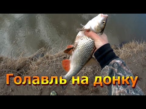 Видео: Рыбалка на донку на куриную печень. Первый весенний голавль!