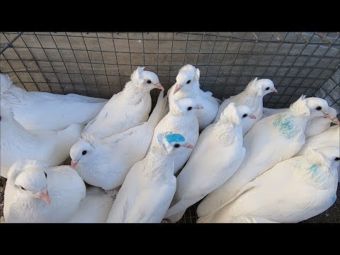 Видео: ОБЗОР ВСЕХ МОИХ БЕЛЫХ ГОЛУБЕИ - ПО ПРОСЬБЕ ДРУЗЕЙ