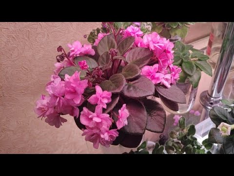 Видео: 07.08.21.Мои цветущие фиалки и не цветущие адениумы🤣🤣🤣с гибискусами😂