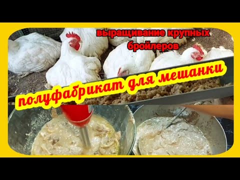 Видео: На такой мешанке бройлеры растут очень быстро. Делаю полуфабрикаты для кормления бройлера.