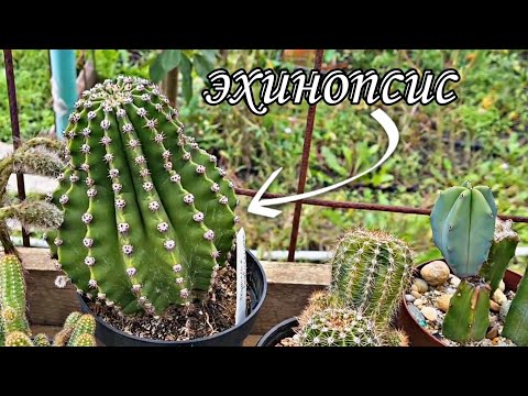 Видео: эхинопсис.размножение эхинопсиса мой опыт.