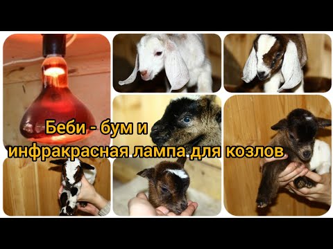 Видео: Как установлена ИК лампа козлам. Цены на козлят. Беби - бум!
