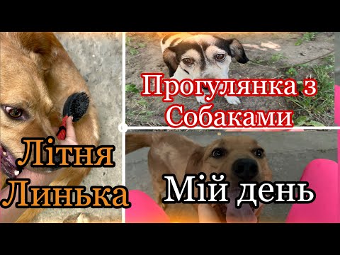 Видео: ВЕЛИКА ПРОГУЛЯНКА з СОБАЧКАМИ🐶 ВИЧЕСУЮ СІМБУ🐕 ЛІТНЯ ЛИНЬКА🐾 СИЛЬНО ЗЛЯКАЛАСЯ 😱😰
