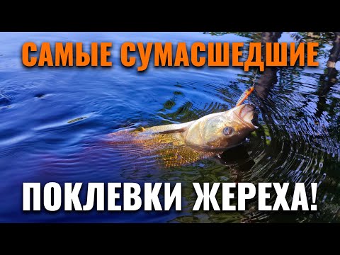 Видео: Топ 15 поклёвок жереха || Весна 2024