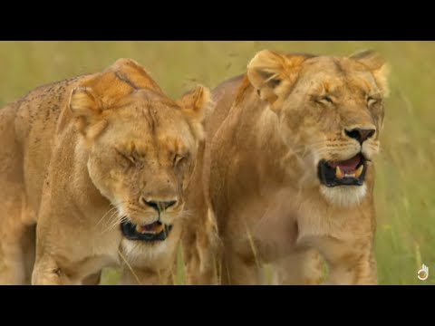 Видео: Королева Саванны - Искусство быть королевой