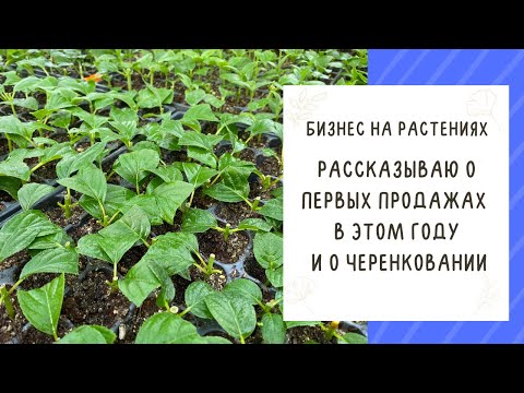 Видео: ПРОДОЛЖАЕМ ГОВОРИТЬ О ЦВЕТОЧНОМ БИЗНЕСЕ! КАК МЫ НАЧАЛИ ПРОДАЖИ В ЭТОМ ГОДУ