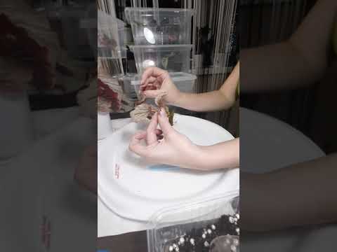 Видео: Бегония Looking Glass(зеркало)-размножение.Группа-кейн-бегонии.