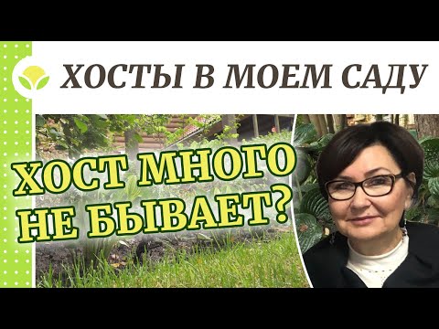 Видео: Хосты в моём саду!