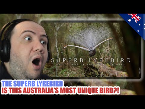 Видео: 🇦🇺 Впервые увидел великолепного лирохвоста: это самая уникальная птица Австралии? | РЕАКЦИЯ УЧИТЕ...
