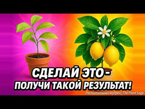 Видео: ЛИМОН ДАЕТ ПЛОДЫ ВСЕГДА! 🍋🌿 РАСТЕНИЕ ЛИМОН В ДОМАШНИХ УСЛОВИЯХ КАК УХАЖИВАТЬ