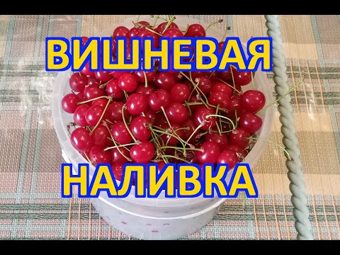 Видео: Вишнёвая наливка