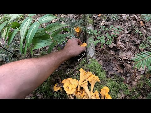 Видео: Тут і НЕ грибник ГРИБНИКОМ стане!..Грибний БУМ стартував!