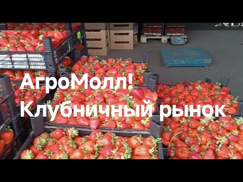 Видео: АгроМолл. Май. Клубничный рай