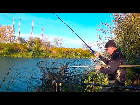 Видео: САЗАН,АМУР,КАРАСЬ !!! ТЁПЛЫЙ КАНАЛ !!!