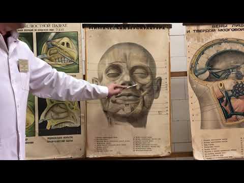 Видео: Передний отдел лица