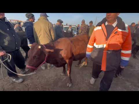 Видео: 02.11.2025 👍ОНА БОЛА КСИР ВА БУҒОЗ СИГИР НАРХЛАРИ ГАЙБУ МОЛ БОЗОРИ ЕРТАЛАБГИ НАРХЛАРИ →👤 #Xorazm →