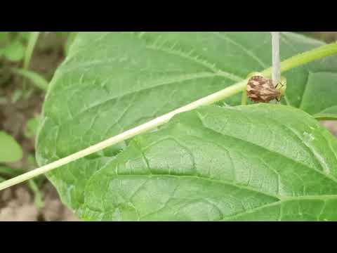 Видео: Препарати и химични елементи за агрозащита, използвани от мен./ Как защитавам зеленчуците си? Част 1