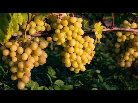 Видео: 6 самых частых вопросов начинающего виноградаря