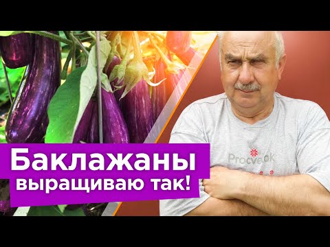 Видео: КОВАРНАЯ ОШИБКА, ИЗ-ЗА КОТОРОЙ У ВАС НЕ РАСТУТ БАКЛАЖАНЫ! 3 простых секрета для огромного урожая