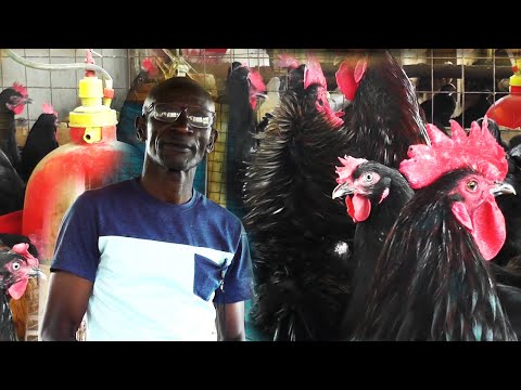 Видео: Как стать миллионером, разводя кур в Уганде