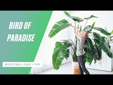 Видео: Уход за райской птицей | Пересадка + полив + советы 🌱