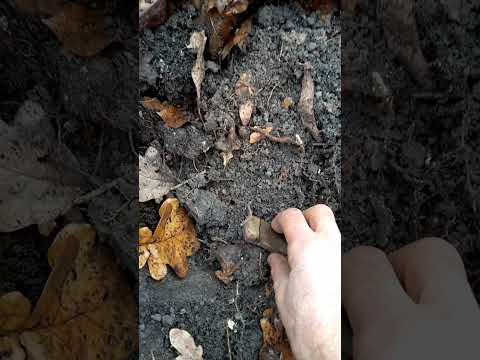 Видео: Разведка. Лесные находки. 