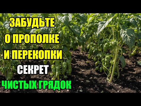 Видео: КАК СДЕЛАТЬ ОГОРОД БЕЗ ПРОПОЛКИ И ПЕРЕКОПКИ — РАБОТЫ МЕНЬШЕ, УРОЖАЯ БОЛЬШЕ!