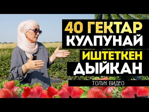 Видео: Кулпунай менен иштеп акча тапса болобу? Же чет мамлекетке иштеп кетелиби? Англияга клубника терип.