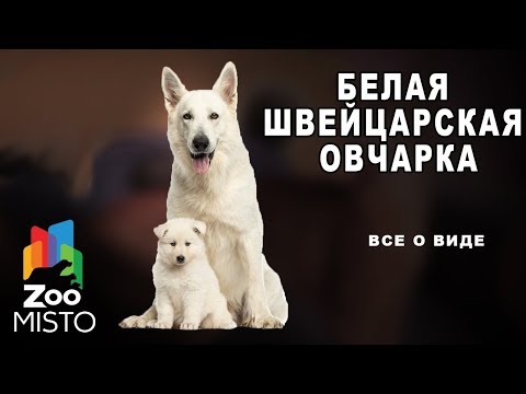 Видео: Белая швейцарская овчарка - Все о породе собаки | Собака породы белая швейцарская овчарка