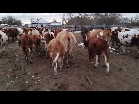Видео: Ауыл тынысы.Үйдегі шаруалыққа шолу.